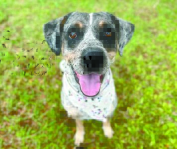 Pet of the Week